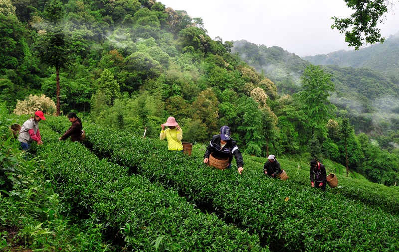 茶农在车八岭茶场摘春茶 摄影 邓斌.JPG