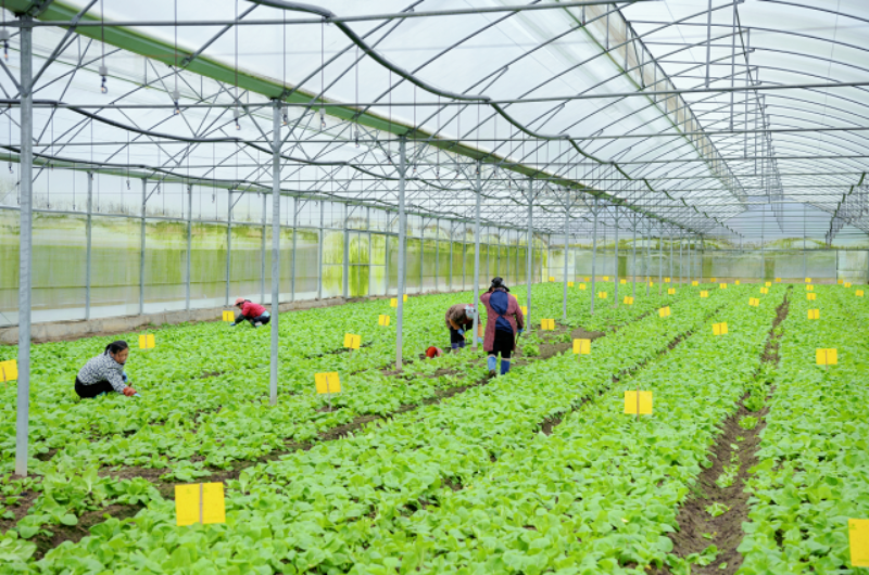 有机蔬菜种植基地(杨雨虹 摄) 图片