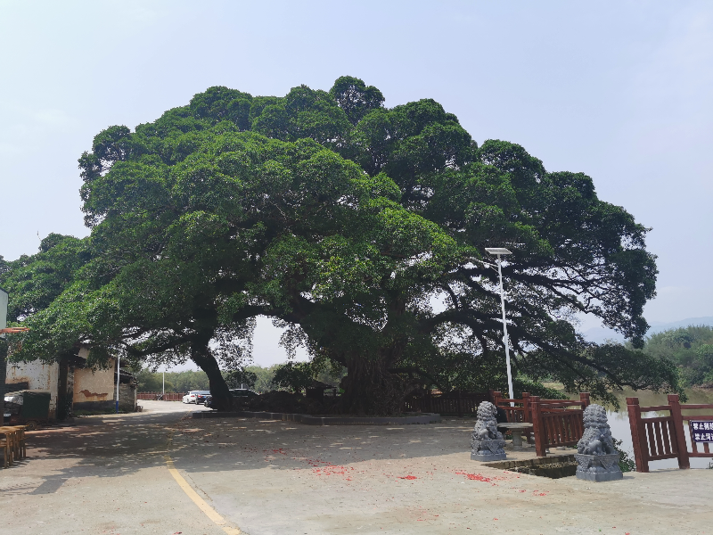 黄塘村榕树3.jpg