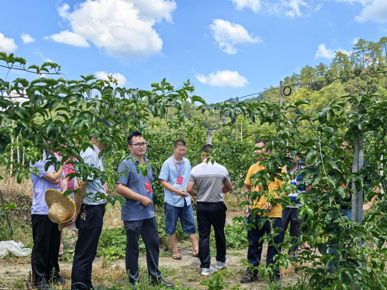澄江镇人大代表视察善亨村百香果种植基地 助力特色产业发展.png
