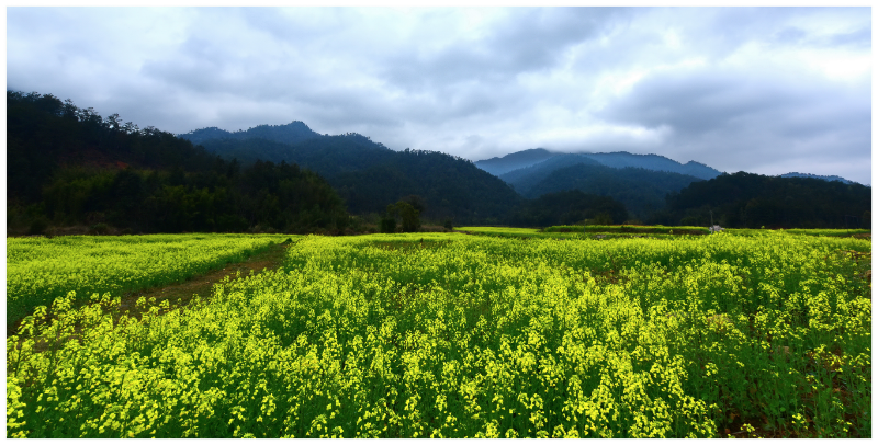 扶持社区种植的油菜--摄影：吴智宏.jpg