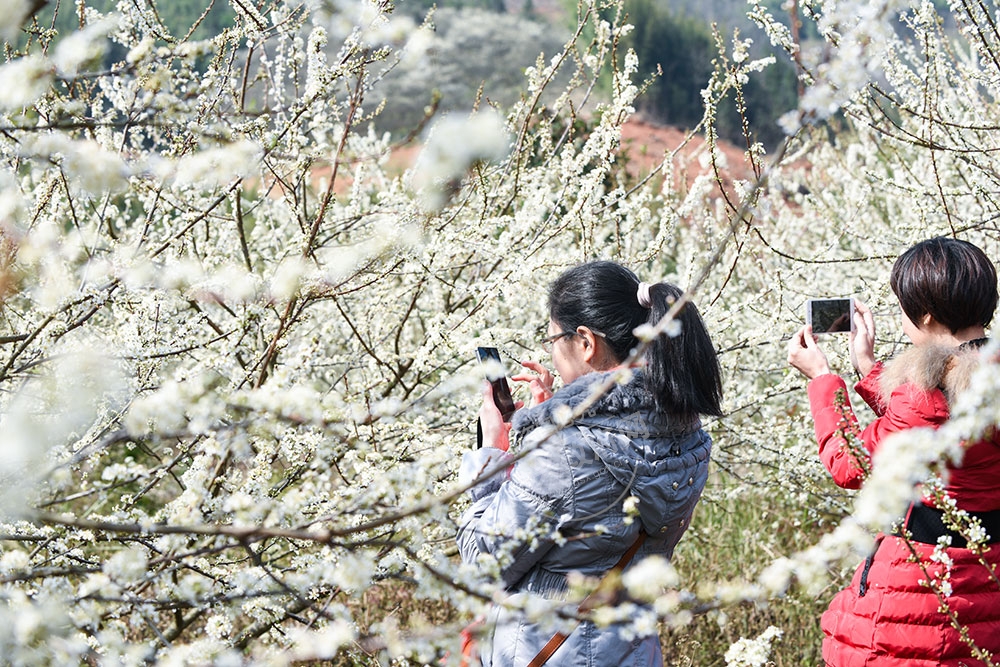 李花烂漫时